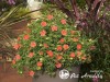 Sidabražolė krūminė 'Red'issima' (lot. Potentilla fruticosa) Sidabražolė krūminė 'Red'issima' (lot. Potentilla fruticosa)